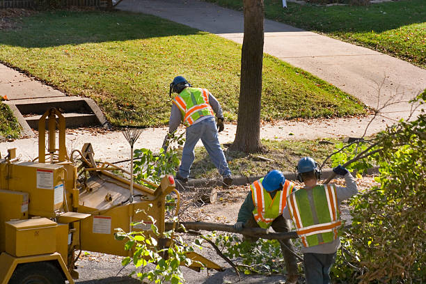 Best Tree Cutting Near Me  in USA